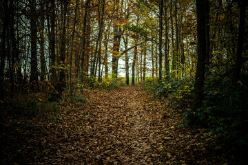 Fototapeta premium mystical mood in the autumn forest