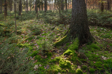 Wald mit sonne und Aufforstung im November in  Thüringen, Deutschland