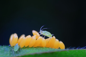 Aphids crawling on ladybird eggs, North China