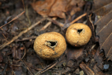 The fruiting bodies of the puffer are in the field, North China