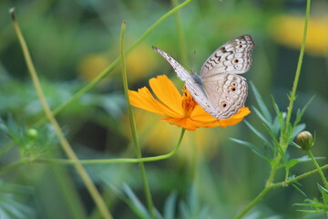 Flower, Background animals natural photography