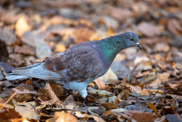 Portrait of a dove in the park