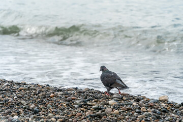 Lonely pigeon walks along the sea with waves on a pebble beach, copy space. Photo from behind