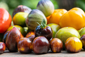 freshly picked tomatoes of different varieties and colors on a table in the garden, closeup