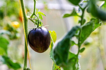 tomatoes of black colored ripen on a branch in the greenhouse, close-up