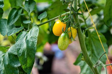 bunches of ripe tomatoes in a greenhouse, tomatoes ripen on a branch in the hothouse, closeup