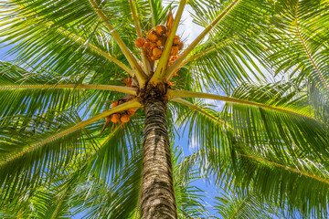 Palm tree on a blue sky, tropical island background. Travel holiday island nature card. Palm tree leaf on sky background. High quality photo