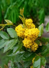 yellow flowers in the garden