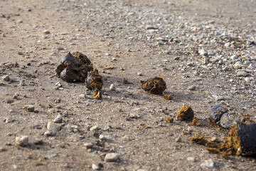 Horse manure on a dirt road in the countryside. Horse apples on the road.