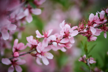 Pink flowers on a spring tree. Selective focus of beautiful branches of pink Cherry blossoms on the tree over green foliage. Flora pattern texture. Natural spring background.