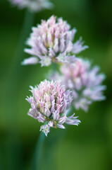 Flowers of green onion on a summer day against the backdrop of a green meadow. Floral natural summer background. Blooming arrow of a bow. Close up. Selective focus.