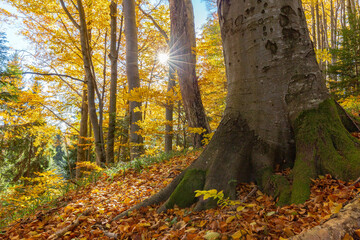 Beech virgin forest in autumn. The sun's rays break through the leaves in the autumn beech virgin forest. Beech forest with fabulous sun rays among yellow autumn leaves.