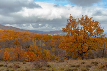 Fototapeta premium Trees dyed with the colors of autumn. Sierra de Madrid in autumn
