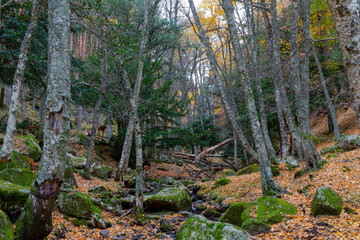 Mossy high mountain river during fall. Mountain landscape during fall