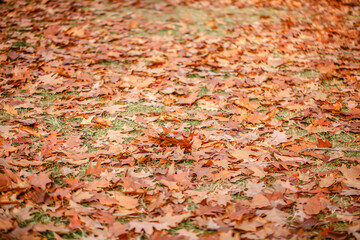 Close-up  of fallen oak leaves outdoors with selective focus