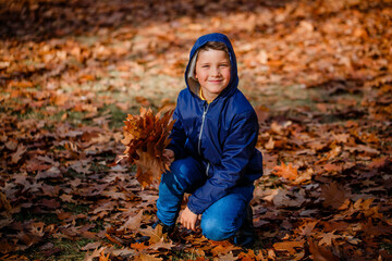 A boy in a blue jacket holds a bouquet of his autumn fallen maple leaves in an autumn park. Autumn park walk concept
