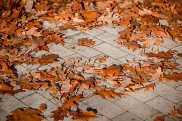 Close-up of  fallen oak leaves outdoors with selective focus