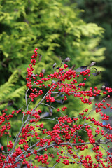 Bright red winterberries (ilex verticillata) on bare branches