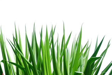 Tropical plant leaves on white isolated background