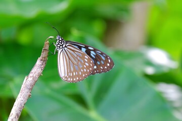Fototapeta na wymiar A tropical butterfly sitting on tree branch with blurred green nature background