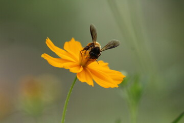 Flower, Background animals natural photography