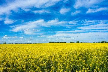 Fototapeta premium Maisfeld in Brandenburg