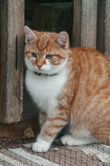Obraz premium Beautiful cats on the street. The cat walks in the yard.