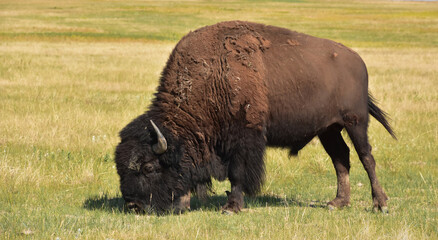 Plains Grasses with an American Buffalo Grazing