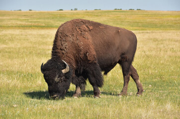 Up Close Look at a Buffalo Grazing on Grasses