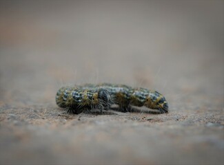 A moon bird caterpillar closeupin saarland, copy space