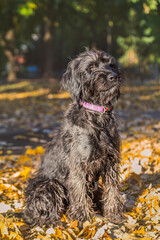 black dog outdoors in Autumn or fall surrounded by yellow and orange leaves