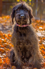 black dog outdoors in Autumn or fall surrounded by yellow and orange leaves