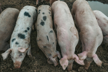 Cute pigs on a farm in Austria.