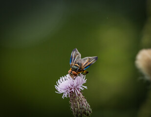 A bug fly Phasia hemiptera closup at summer in saarland, copy space