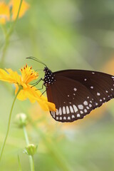 Flower, Background animals natural photography