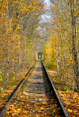 Tunel miłości w Klewaniu na Ukrainie jesienią. © tafel