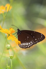 Flower, Background animals natural photography