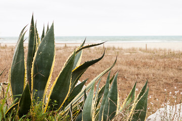 Agave Americana Marginata on the beach in the Mediterranean sea.