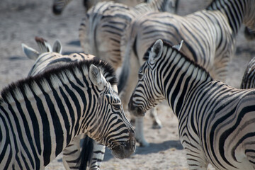 Cute zebras in Etosha National Park. Animal herd. Namibia
