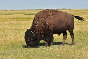 Stunning American Buffalo Grazing on the Plains