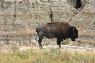 Dusty American Bison in a Badlands Canyon