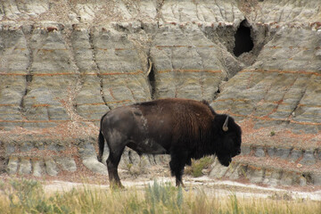 Dirt Covered Bison in a Badlands Canyon