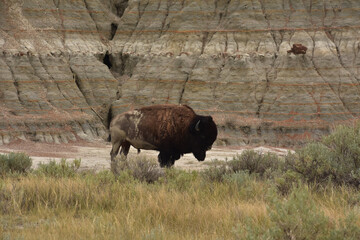 American Bison in a Canyon in South Dakota
