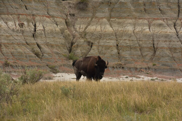 American Buffalo with His Tongue Out in the Badlands