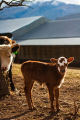 cow and calf in the farm