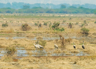 Common Crane in a wet land