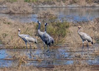 Obraz na płótnie Canvas Common Crane family in a lake