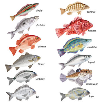 girelle, ombrien, s&eacute;baste, picarel, car, l'errance, rascasse, cr&eacute;nilabre, boguel, uranoscope, sope, boguel ,  isol&eacute;, aliment, frais, comestible blanc, fruits de mer, cuisiner, p&ecirc;che, mer, brut, animal