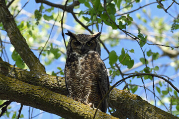 Great Horned Owl Perched in a Tree at Colusa Wildlife Refuge, California