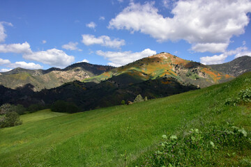 Spring at Figueroa Mountain, California